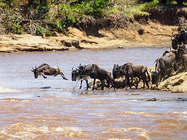 Read more about the article Maasai Mara National Park