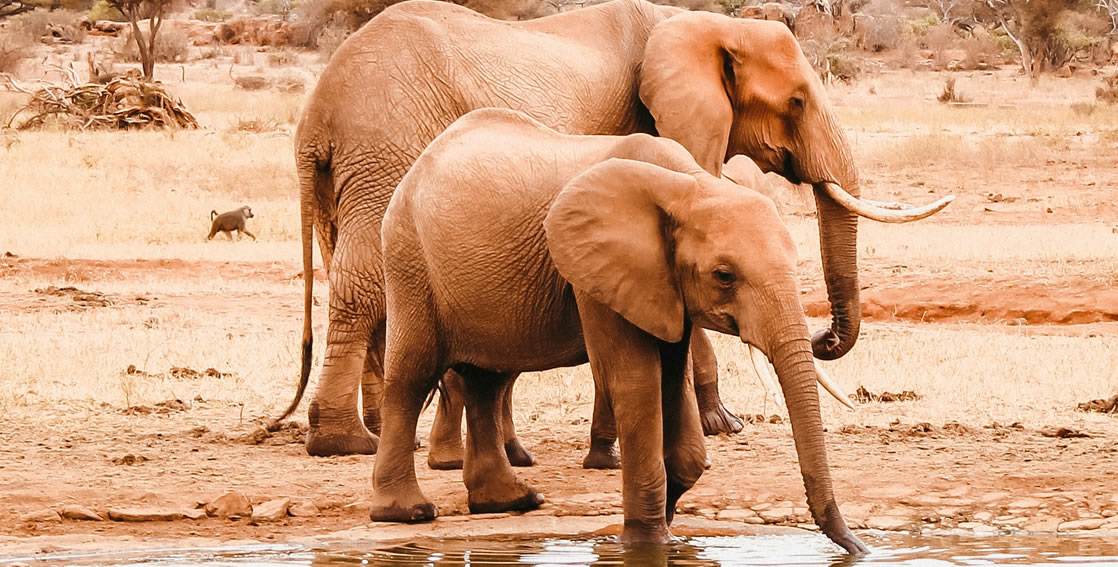 Read more about the article 2 Days Safari  Tsavo  East National Park