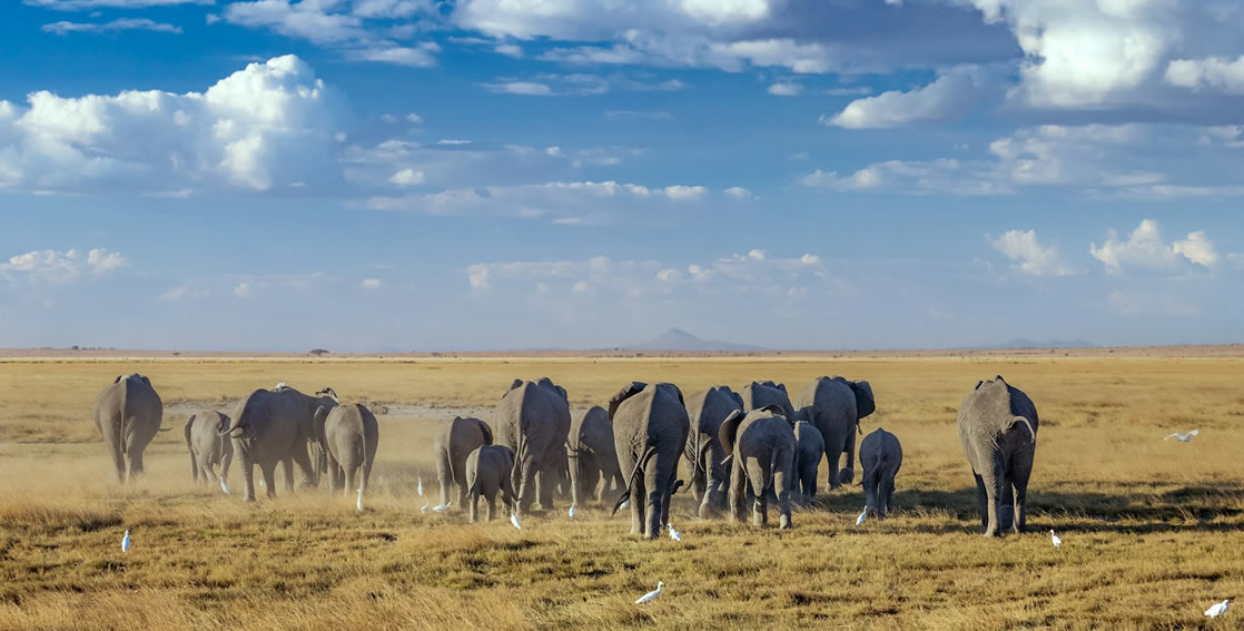 Read more about the article 3 Days Tsavo East And Amboseli National Park